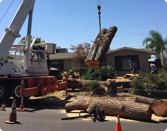 Tree Removal Services