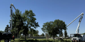 tree pruning vs trimming